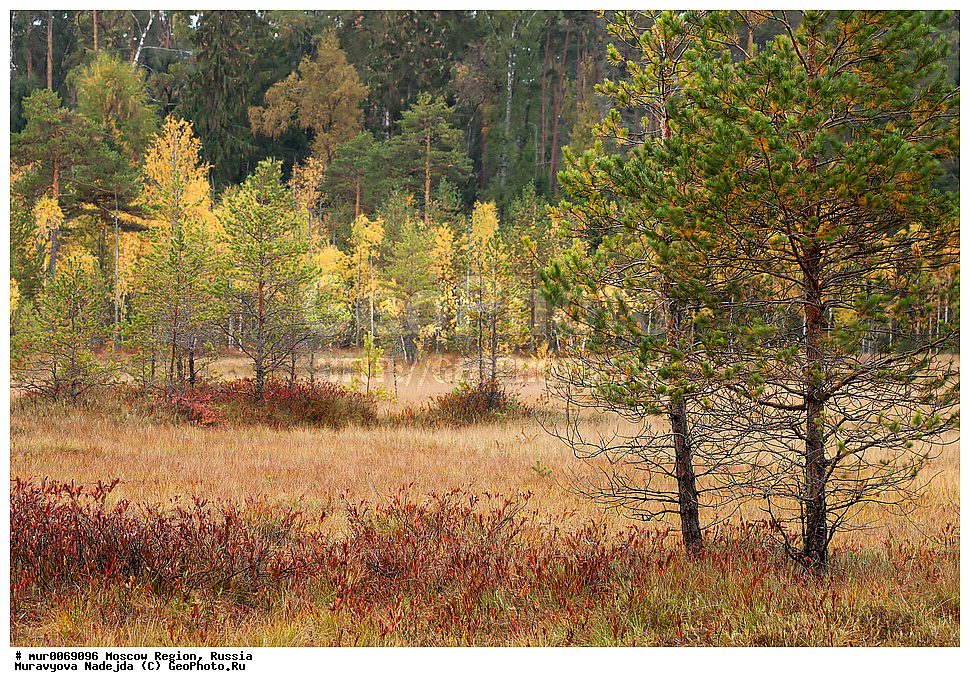 �����������, ���������� �������, ������ ����, ����������, �����