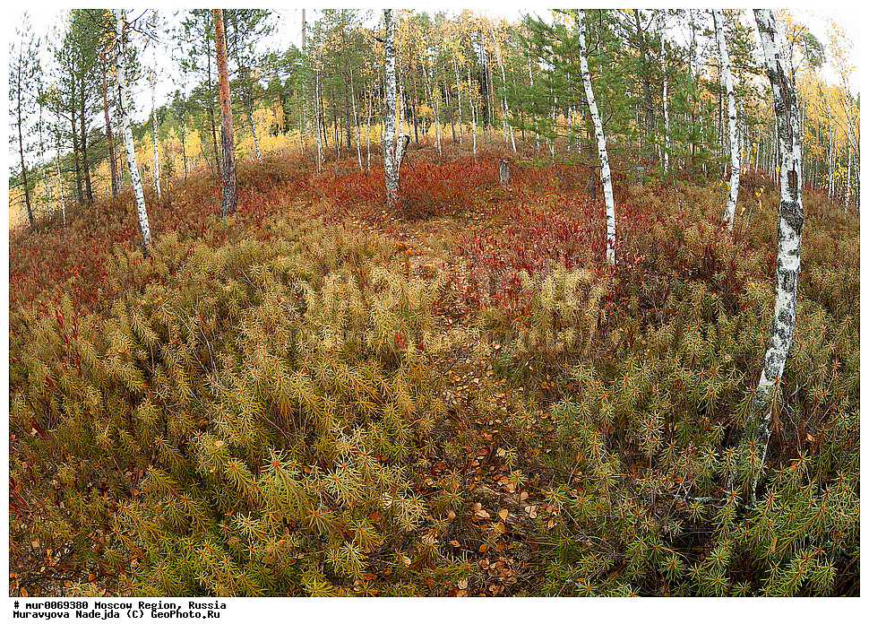 �����������, ���������� �������, ������ ����, ����������, �����