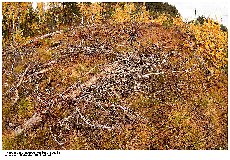 �����������, ���������� �������, ������ ����, ����������, �����