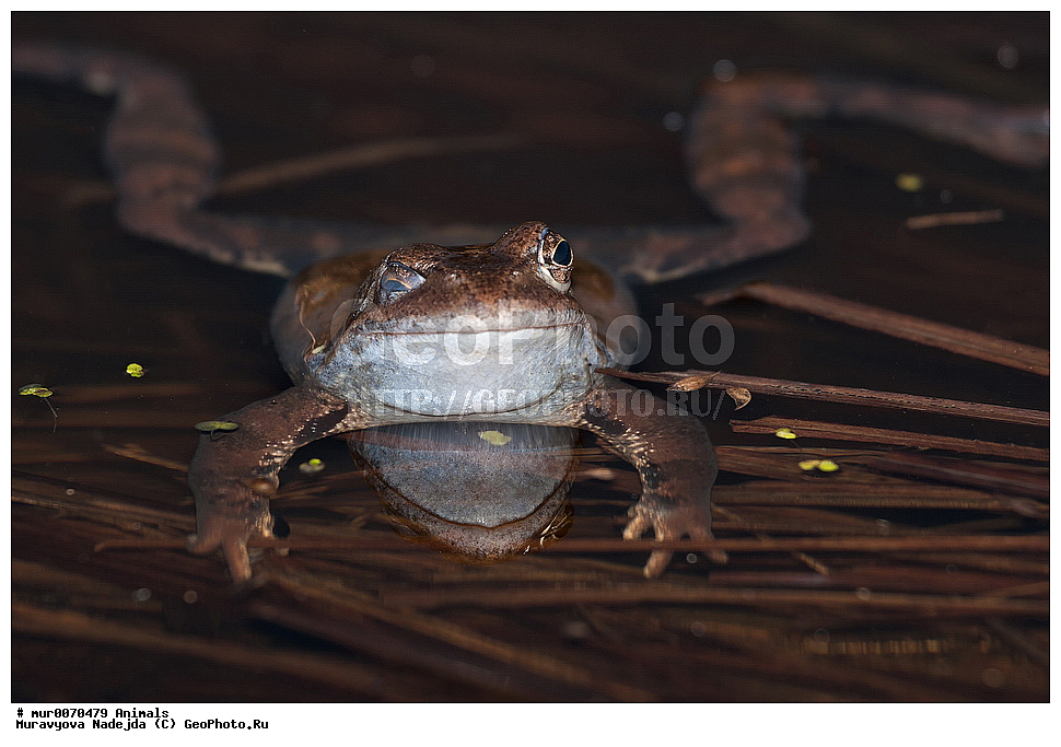 ��������, �����������, ���������� �������, �������, ������, ��������, ��������, �����������, �����������, �������, �������,XYZ, ��������� �������, Ranidae, �������� �������, Rana temporaria, �����������, ���������� �������, �������, ������, ��������, ��������, �����������, �����������, �������, �������,XYZ, ��������� �������, Ranidae, �������� �������, Rana temporaria