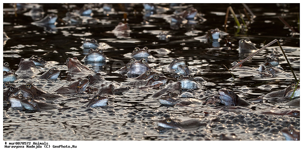 ��������, �����������, ���������� �������, �������, ������, ��������, ��������, �����������, �����������, �������, �������,XYZ, ��������� �������, Ranidae, �������� �������, Rana temporaria, �����������, ���������� �������, �������, ������, ��������, ��������, �����������, �����������, �������, �������,XYZ, ��������� �������, Ranidae, �������� �������, Rana temporaria