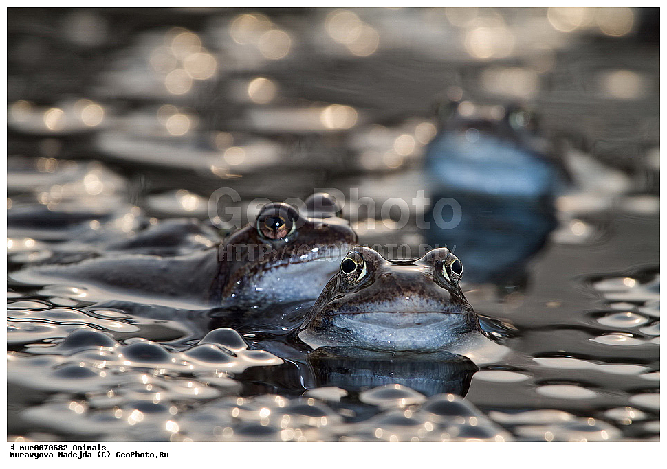 ��������, �����������, ���������� �������, �������, ������, ��������, ��������, �����������, �����������, �������, �������,XYZ, ��������� �������, Ranidae, �������� �������, Rana temporaria, �����������, ���������� �������, �������, ������, ��������, ��������, �����������, �����������, �������, �������,XYZ, ��������� �������, Ranidae, �������� �������, Rana temporaria