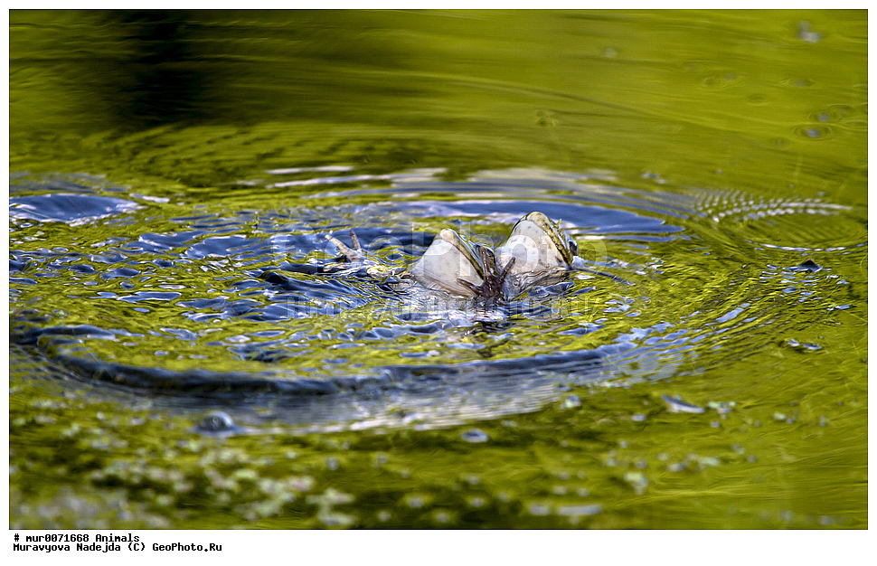 ��������, ������� ������������ ���, ������, ���, ������, ��������, ��������, �����������, �����������, �������, �������, XYZ, ��������� �������, Ranidae, ������ �������, ������� �������, Pelophylax ridibundus, Rana ridibunda