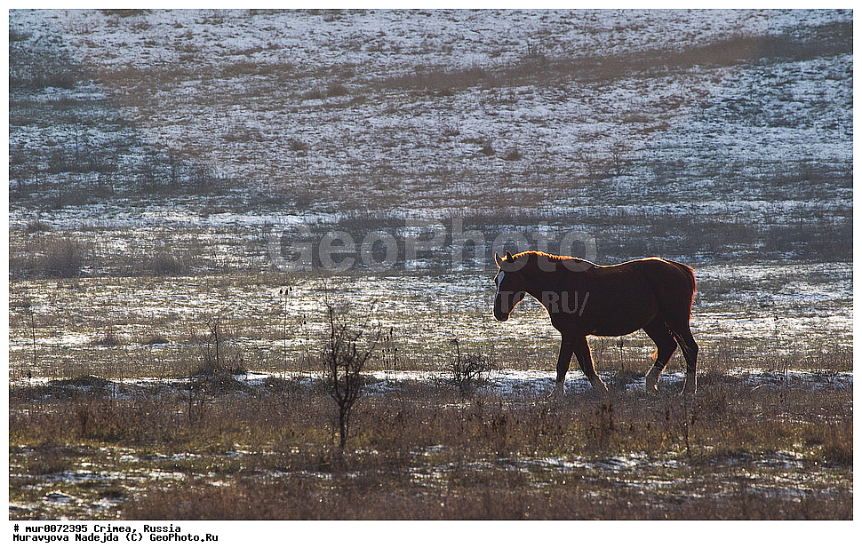 ����, �������� ����������, ������, ������, ��������, ��������, �������������, �������������, �����, �����, XYZ, ���������, Equidae, �������� ������, Equus ferus caballus 