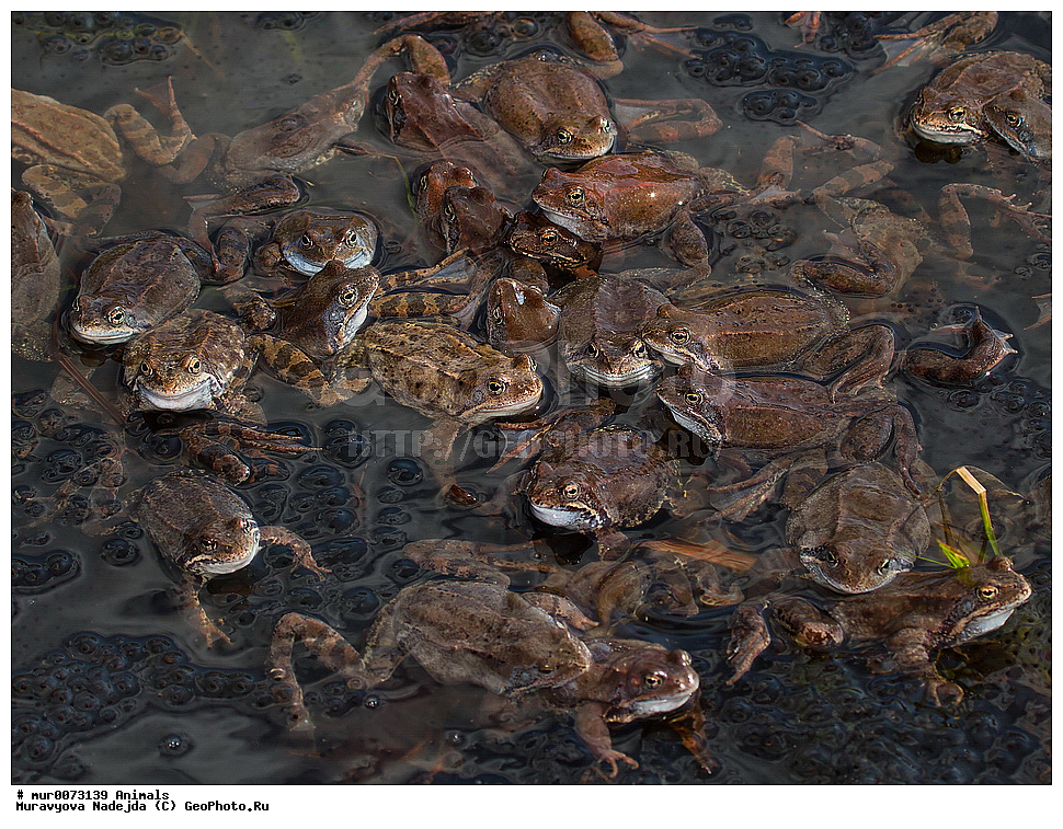 ��������, �����������, ���������� �������, �������, ������, ��������, ��������, �����������, �����������, �������, �������,XYZ, ��������� �������, Ranidae, �������� �������, Rana temporaria, �����������, ���������� �������, �������, ������, ��������, ��������, �����������, �����������, �������, �������,XYZ, ��������� �������, Ranidae, �������� �������, Rana temporaria