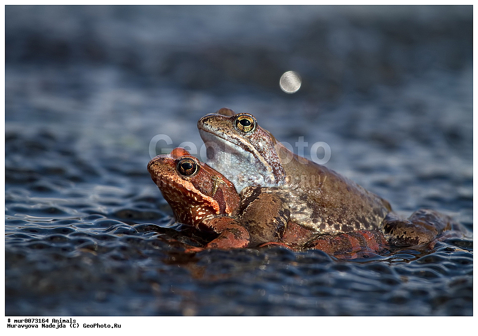 ��������, �����������, ���������� �������, �������, ������, ��������, ��������, �����������, �����������, �������, �������,XYZ, ��������� �������, Ranidae, �������� �������, Rana temporaria, �����������, ���������� �������, �������, ������, ��������, ��������, �����������, �����������, �������, �������,XYZ, ��������� �������, Ranidae, �������� �������, Rana temporaria