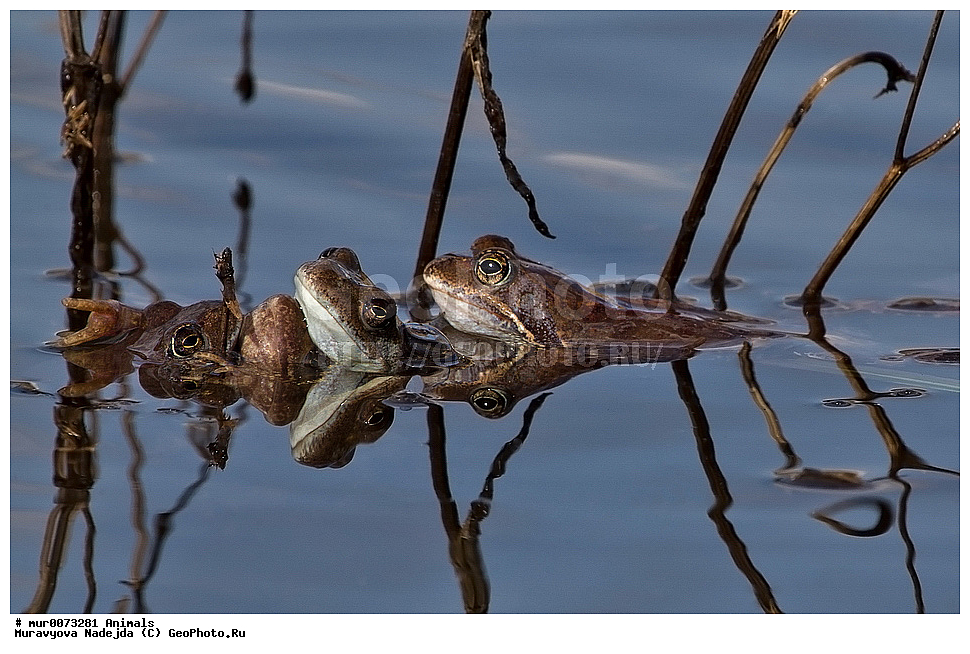 ��������, �����������, ���������� �������, �������, ������, ��������, ��������, �����������, �����������, �������, �������,XYZ, ��������� �������, Ranidae, �������� �������, Rana temporaria, �����������, ���������� �������, �������, ������, ��������, ��������, �����������, �����������, �������, �������,XYZ, ��������� �������, Ranidae, �������� �������, Rana temporaria