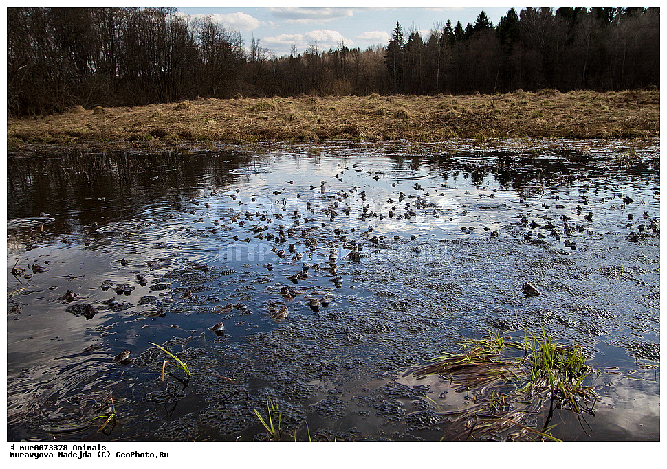 ��������, �����������, ���������� �������, �������, ������, ��������, ��������, �����������, �����������, �������, �������,XYZ, ��������� �������, Ranidae, �������� �������, Rana temporaria, �����������, ���������� �������, �������, ������, ��������, ��������, �����������, �����������, �������, �������,XYZ, ��������� �������, Ranidae, �������� �������, Rana temporaria