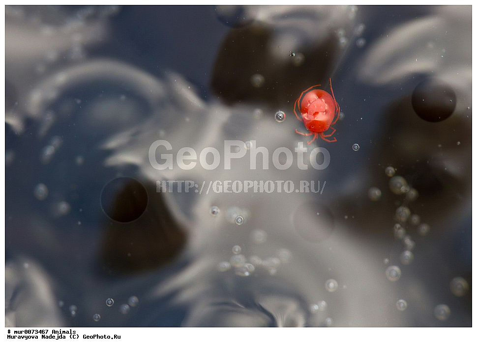 ��������, �����������, ���������� �������, �������, ������, ��������, ��������, �����������, �����������, �������, �������,XYZ, ��������� �������, Ranidae, �������� �������, Rana temporaria, �����������, ���������� �������, �������, ������, ��������, ��������, �����������, �����������, �������, �������,XYZ, ��������� �������, Ranidae, �������� �������, Rana temporaria