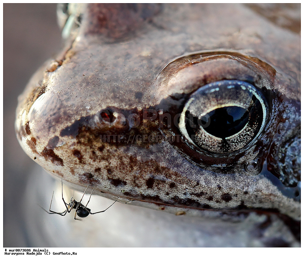 ��������, �����������, ���������� �������, �������, ������, ��������, ��������, �����������, �����������, �������, �������,XYZ, ��������� �������, Ranidae, �������� �������, Rana temporaria, �����������, ���������� �������, �������, ������, ��������, ��������, �����������, �����������, �������, �������,XYZ, ��������� �������, Ranidae, �������� �������, Rana temporaria