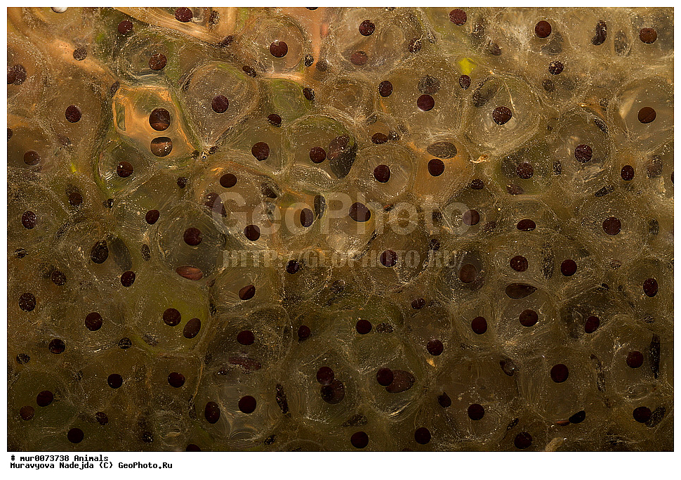 ��������, �����������, ���������� �������, �������, ������, ��������, ��������, �����������, �����������, �������, �������,XYZ, ��������� �������, Ranidae, �������� �������, Rana temporaria, �����������, ���������� �������, �������, ������, ��������, ��������, �����������, �����������, �������, �������,XYZ, ��������� �������, Ranidae, �������� �������, Rana temporaria