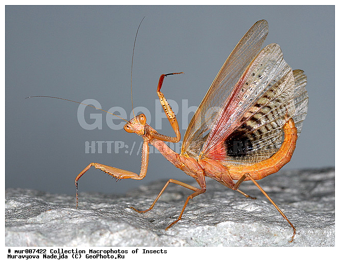 Iris polystictica, Manteidae, ����, ���������, ������� ���������, ��������, ����������, �����, ���������, ��������������, �������������, ��������������