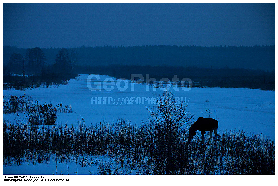 ��������, ��������, �������������, �������������, �����, �����, �����������, ���������� �������, ������� ������, ����, ������, ��������, ��������, XYZ, ��������, ������, Cervidae, ����, �������, Alces alces, �������������, �������������, �����, �����, �����������, ���������� �������, ������� ������, ����, ������, ��������, ��������, XYZ, ��������, ������, Cervidae, ����, �������, Alces alces, �������������, �������������, �����, �����