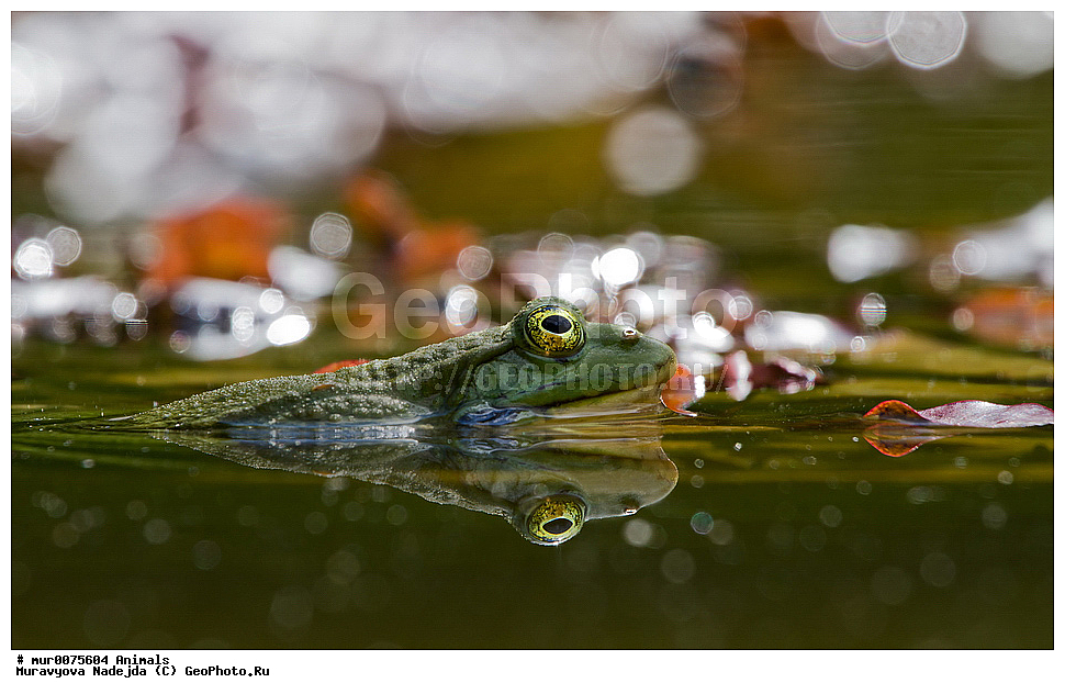 �������� ����������, ����, ����, ������, ��������, ��������, �����������, �����������, �������, �������, XYZ, ��������� �������, Ranidae, ������ �������, ������� �������, Pelophylax ridibundus, Rana ridibunda
