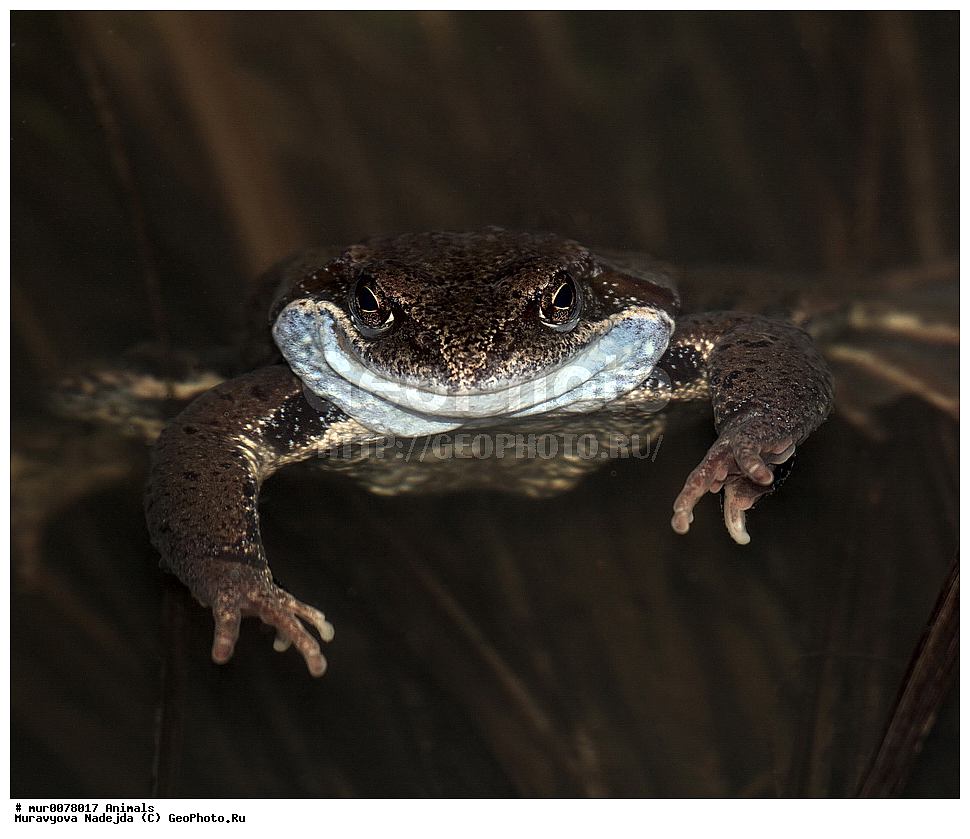 ��������, �����������, ���������� �������, �������, ������, ��������, ��������, �����������, �����������, �������, �������,XYZ, ��������� �������, Ranidae, �������� �������, Rana temporaria, �����������, ���������� �������, �������, ������, ��������, ��������, �����������, �����������, �������, �������,XYZ, ��������� �������, Ranidae, �������� �������, Rana temporaria