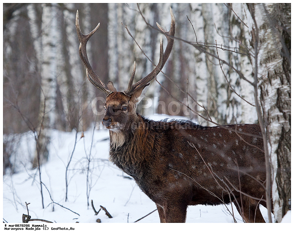 ��������, ��������, �������������, �������������, �����, �����, �����������, ���������� �������, ������� ������, ����, ������, XYZ, ��������, ������, Cervidae, ��������� �����, Cervus nippon