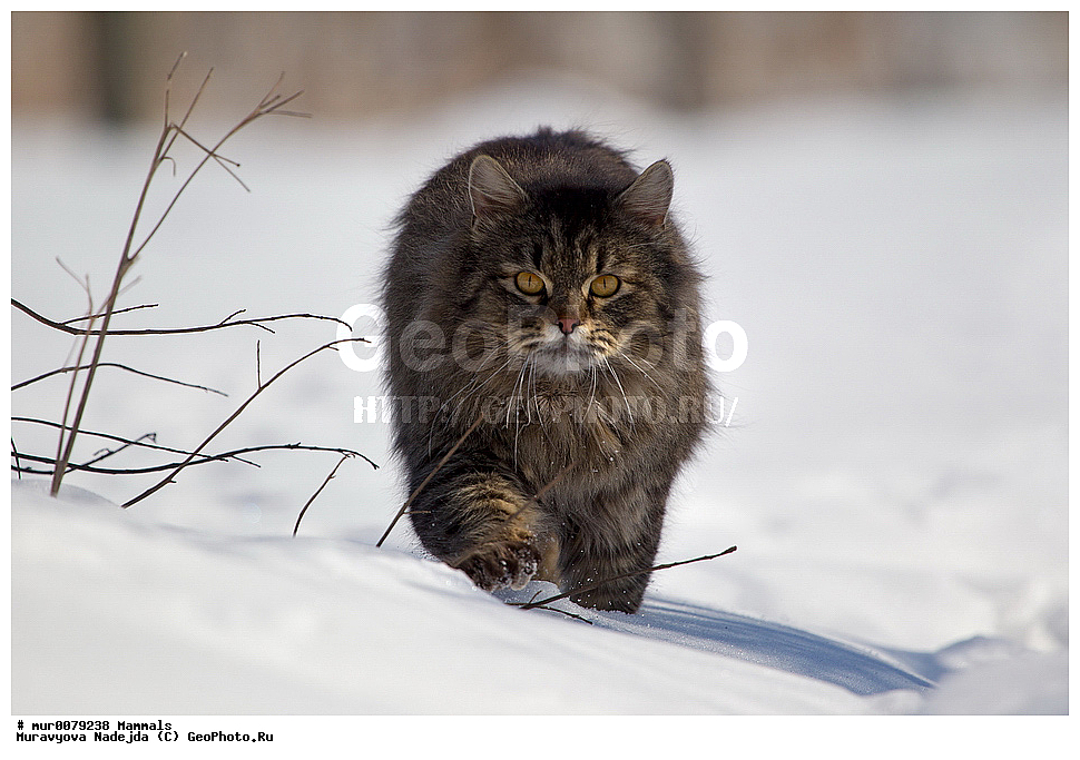 ��������, ��������, �������������, �������������, �����, �����, �����������, ���������� �������, ������� ������, ������, XYZ, �������, Felidae, �������� �����, ���, ������� ���, Felis catus, Felis silvestris c�tus