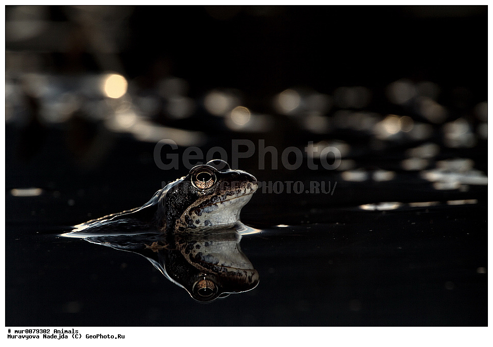 ��������, �����������, ���������� �������, �������, ������, ��������, ��������, �����������, �����������, �������, �������,XYZ, ��������� �������, Ranidae, �������� �������, Rana temporaria, �����������, ���������� �������, �������, ������, ��������, ��������, �����������, �����������, �������, �������,XYZ, ��������� �������, Ranidae, �������� �������, Rana temporaria