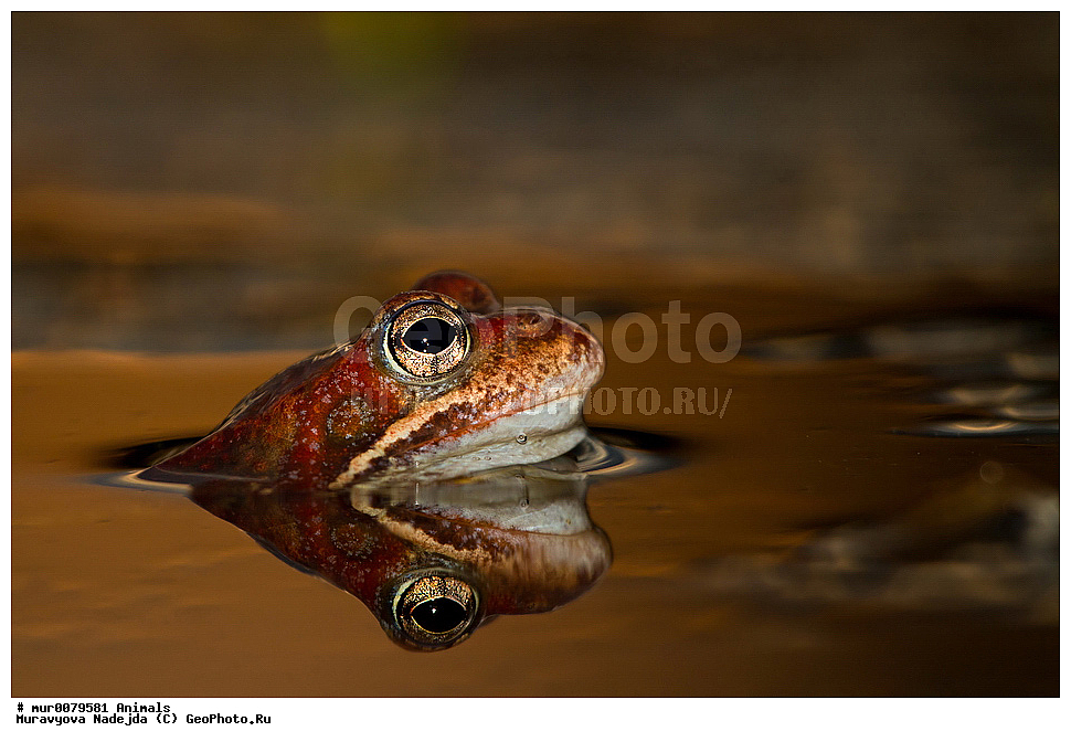 ��������, �����������, ���������� �������, �������, ������, ��������, ��������, �����������, �����������, �������, �������,XYZ, ��������� �������, Ranidae, �������� �������, Rana temporaria, �����������, ���������� �������, �������, ������, ��������, ��������, �����������, �����������, �������, �������,XYZ, ��������� �������, Ranidae, �������� �������, Rana temporaria