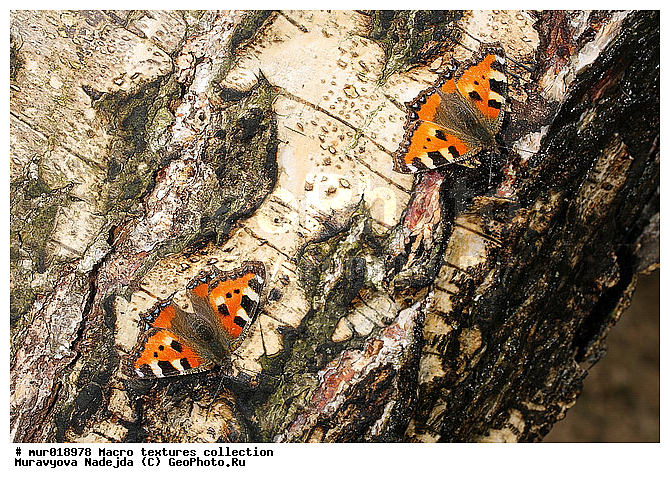 Aglais urticae, Nymphalidae, �����, ����������, �������, �����, �����, ����, ����������, ���������, ��������, �������, ���, �����������