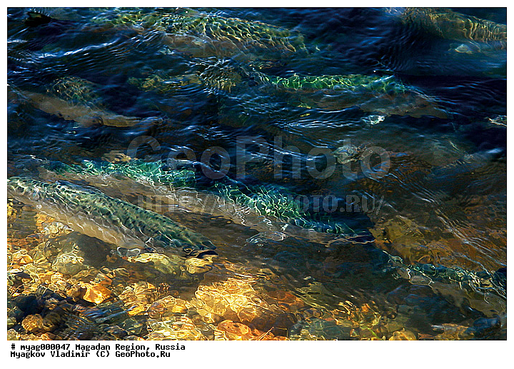 ���������, �����������, ���, ����, �������, ����, ������