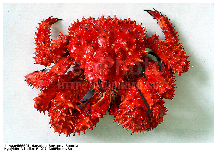 ���������, �������, �����������, ����, ����