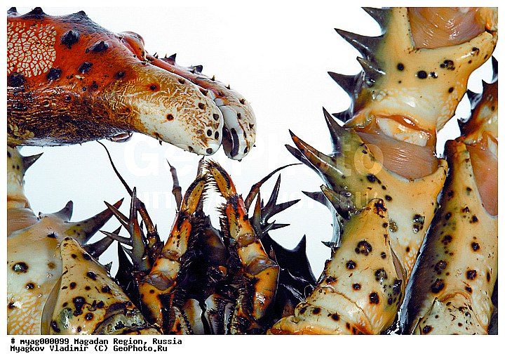 ���������, �������, �����������, ����, ����