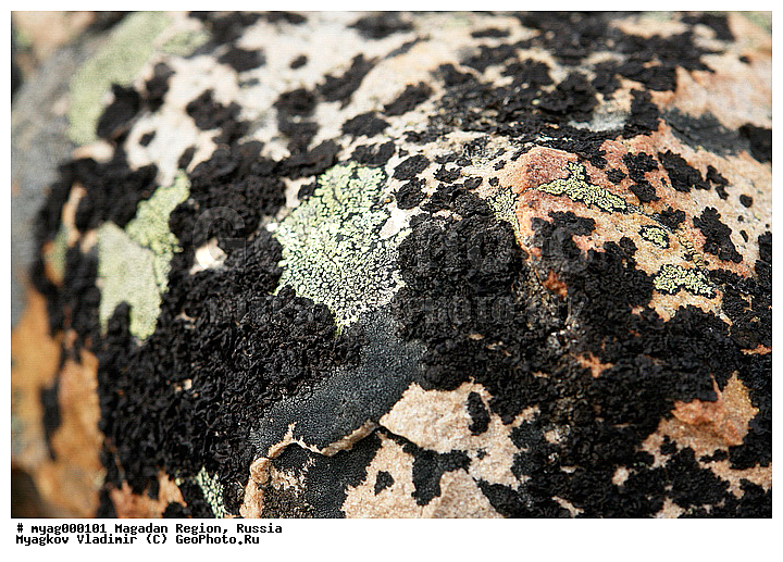 ���������, ���������, �����������, ����