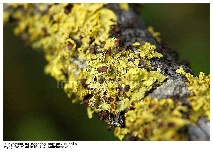 ���������, ���������, �����������, ����