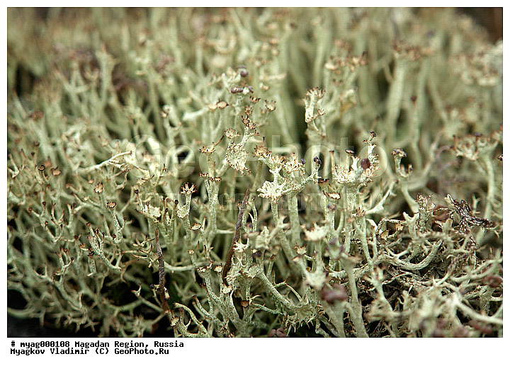 ���������, �����������, ���, ����