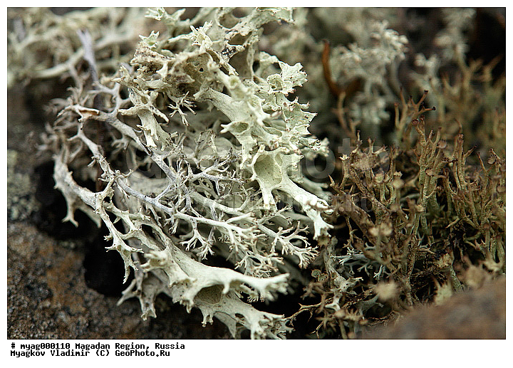 ���������, �����������, ���, ����