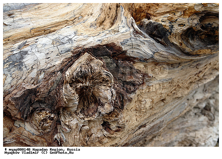 ���������, �����������, �������, ����