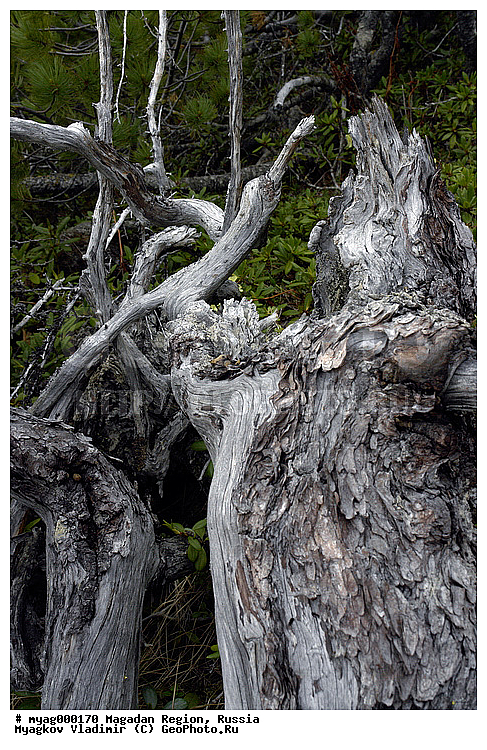 ���������, �����������, �����, ����, �����������