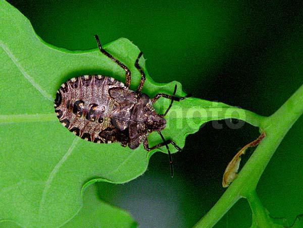 ��������������, �������������, ��������������