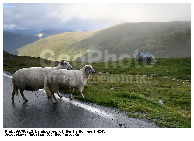 HW243, ��������, ������� �������� ��������, ����,����