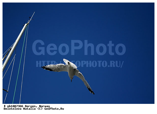 ������, ��������