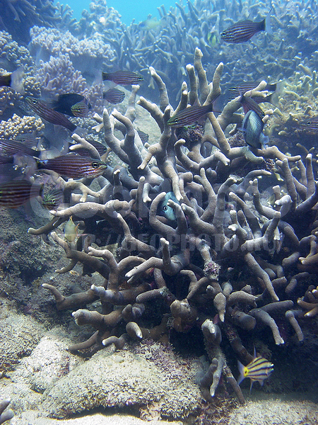 �������, �� ����, �������, ����-��������� ����, ����� ������, �������, ������, ���������� ����, �������, ��������� ���, �������, ������������, �������