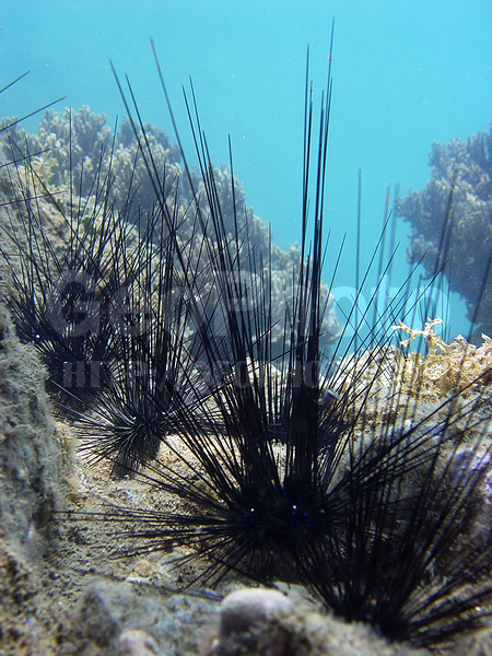 �������, ����������� �������, �� ����, ����-��������� ����, �������, ����������� ��, ��, ����� ������, ���������, ���������� ����, ������� ��, �������, ��������� ���, �������, ������, ������