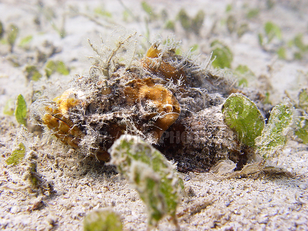 �������, �� ����, ����-��������� ����, ����� ������, ���������� ����, ��������� ���, ��������, ������������, �������