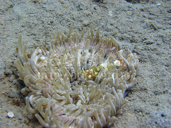 �������, ��������-�����, �� ����, ����-��������� ����, �������, ����� ������, �������� �������, ���������� ����, ��������, ��������-�����, ��������-�������, ��������-��������, ��������� ���, ���������, �������, ��������, �������