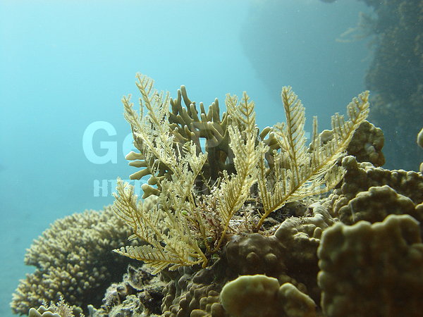 ����������, �������, �� ����, ����-��������� ����, ����������, ��������, ����� ������, ���������� ����, ��������� ���, �������