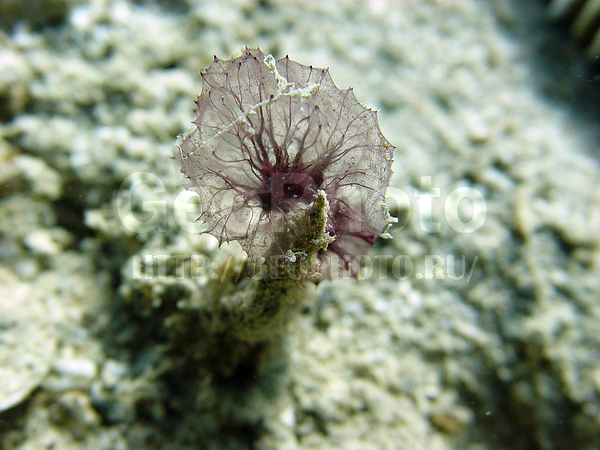 �������, �� ����, ����-��������� ����, �����, ����� ������, ���������� ����, ��������� ���, �������