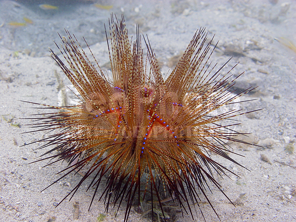 �������, �� ����, �������� ������� ��, ����-��������� ����, ����� ������, ���������� ����, ������� ��, ��������, ��������� ���, �������, ��������, ��