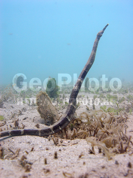 �������, �� ����, ����-��������� ����, ����� ������, ���������� ����, ��������� ���, ����, ����-����, �������, ����������� ����