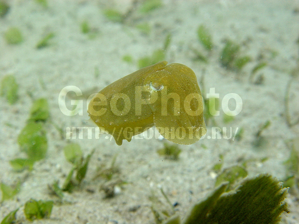 �������, �� ����, ����������� �����, ����-��������� ����, ����������� ��������, ����� ������, ����������, ���������� ����, ��������� ���, �������, ����������� �����