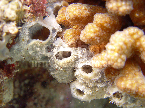 �������, �� ����, ����-��������� ����, ��������, �����, ����� ������, ������, ���������� ����, ��������� ���, �������