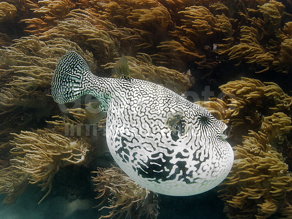 �������, �������� �������, �� ����, ����-��������� ����, �������, ����� ������, ��������, ������������, ���������� ����, ��������� ���, ����, ����-���, �������, ����������� ����