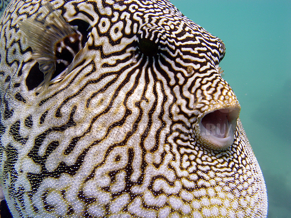 �������, �������� �������, �� ����, ����-��������� ����, �������, ����� ������, ��������, ������������, �������� �����, �������� �����, ���������� ����, ����, �����, ������, ����, ��������� ���, �������, ����, ����-���, ������, �������, ����������� ����