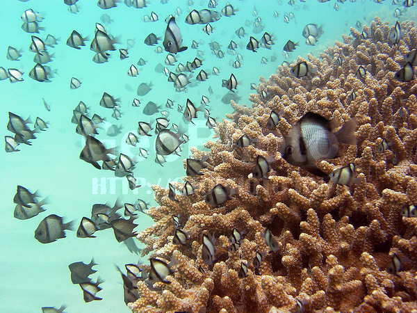 �������, �� ����, ����������� �������, ����-��������� ����, �������, ����� ������, ������, ���������� ����, ��������� ���, �����������, ����, ����, �������, ����������� ����