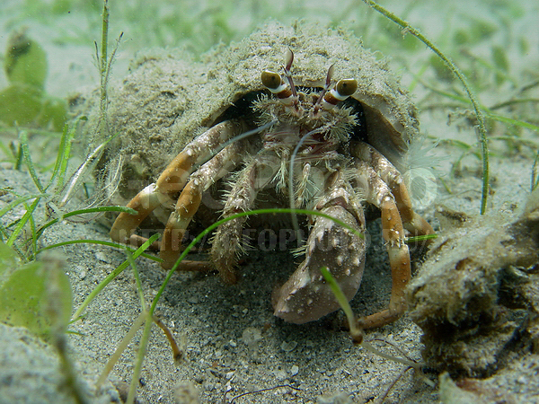 �������, �� ����, ���-��������� ��������, ����-��������� ����, ��������, ����� ������, ���������� ����, ��������� ���, ���-���������, ������������, �������